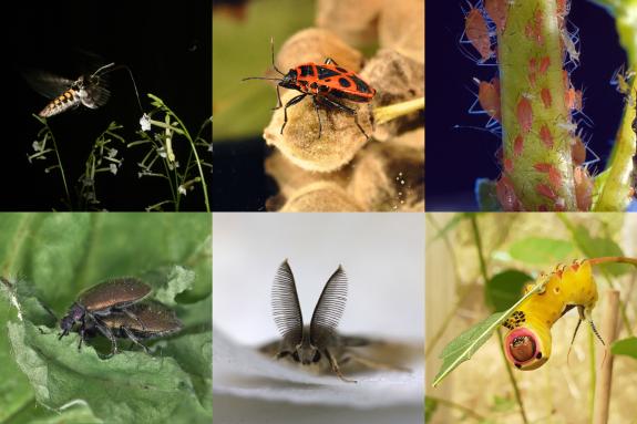 Insekten am Max-Planck-Institut für chemische Ökologie: Tabakschwärmer, Feuerwanze, Pfirsichblattlaus (oben, von links nach rechts), Wollkäfer, Schwammspinner, Großer Gabelschwanz (unten, von links nach rechts).