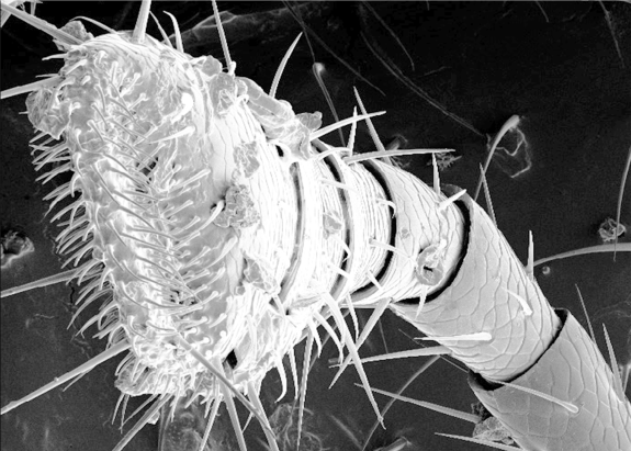 Isolierter Fühler eines Käfers, unterm Mikroskop betrachtet und vergrößert. Das Bild ist schwarz-weiß.
