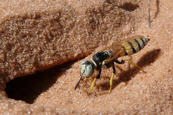 Bienenwolf vor der Bruthöhle