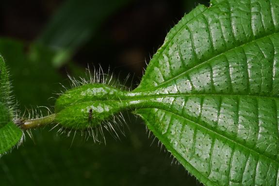 Tococa-Pflanze mit einer Ameise