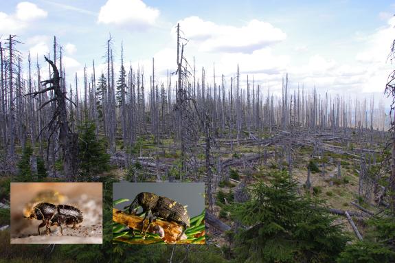 Vom Borkenkäfer befallener Wald sowie Buchdrucker (links) und Fichtenrüsselkäfer (rechts).