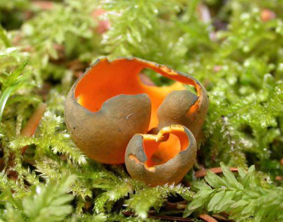 Der Pilz Leuchtender Prachtbecher, lateinisch Caloscypha fulgens, leuchtet orangefarben auf grünem Moos.