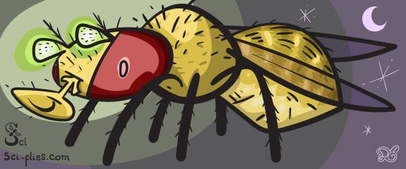 Drosophila melanogaster sci-flies.com