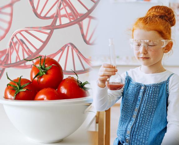 Eine Collage mit zwei Bildern, ein Bild mit einer Schüssel Tomaten und DNA und ein Bild mit einem Kind, das experimentiert