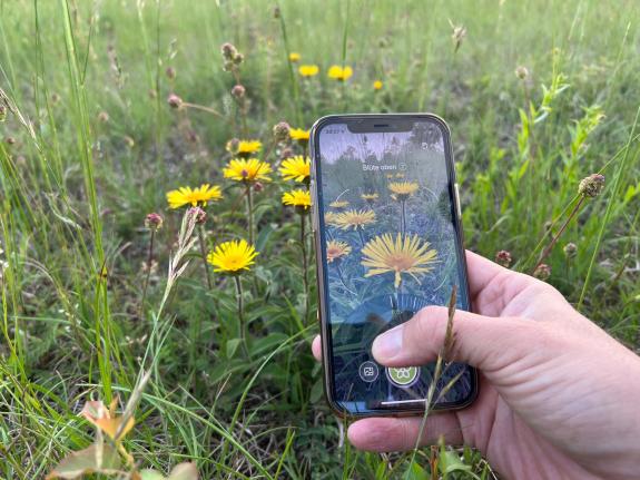 Mit dem Handy ein Foto von der Pflanze aufnehmen und von der Flora Incognita App analysieren lassen