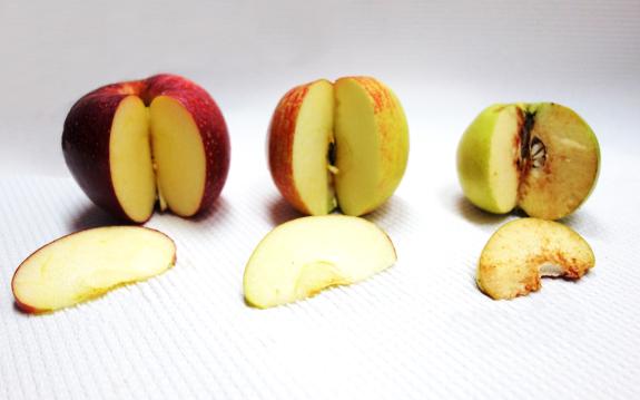 Enzymatische Bräunung angeschnittener Äpfel in Abhängigkeit von der Sorte.