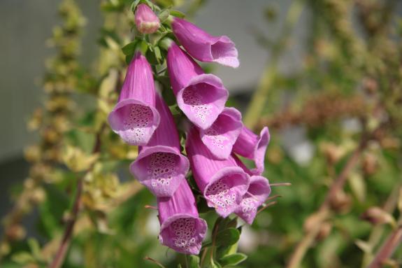 A close-up of a stem bearing a raceme of pink flowers.