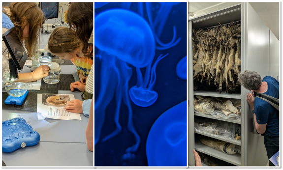 Links: Kinder und Jugendliche mikroskopieren, Mitte: Medusen schweben im Wasser und fluoreszieren, Rechts: ein Mann schaut in einen Schrank mit Fellen.