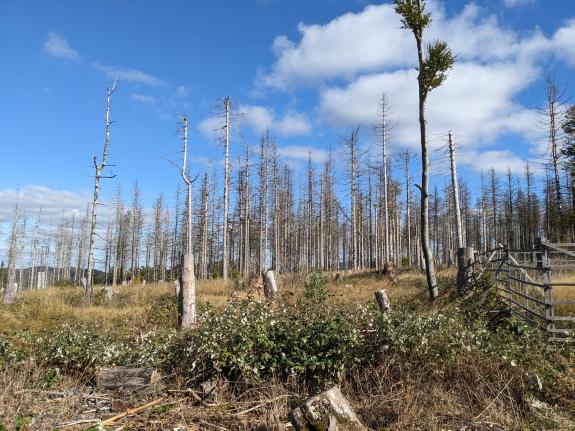 Eine Fläche mit Dürrständern (abgestorbene Fichtenstämme) im Thüringer Wald