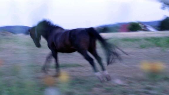 Ein Pferd galoppiert über eine Wiese.