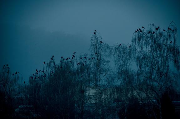 winterlicher Wald im Nebel