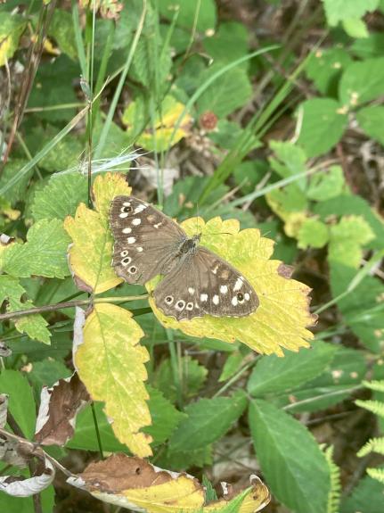 Ein brauner Schmetterling mit weißen Augenflecken sitzt auf einem Blatt in einer Wiese.