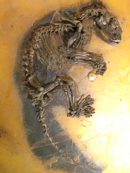 Kopidodon macrognathus; fossiles Säugetier aus der eozänen Grube Messel in Hessen (das Fossil befindet sich im Senckenberg Naturmuseum in Frankfurt am Main)