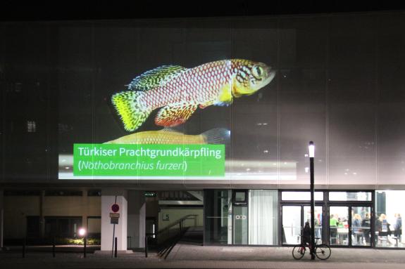 Das Bild zeigt einen Türkisen Prachtgrundkärpfling, der als Tiermodell in der Alternsforschung dient, projeziert an die Hauswand eines Laborgebäudes.