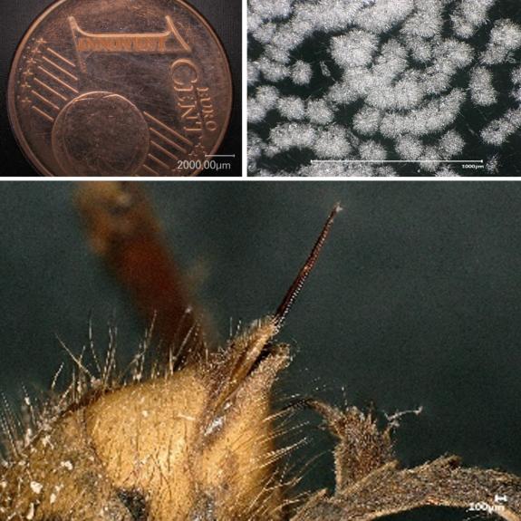 Microscopic images