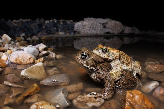 Natterjack toads (Epidalea calamita) – the last remaining natterjack toads were able to lay their eggs on the Sartorius AG site