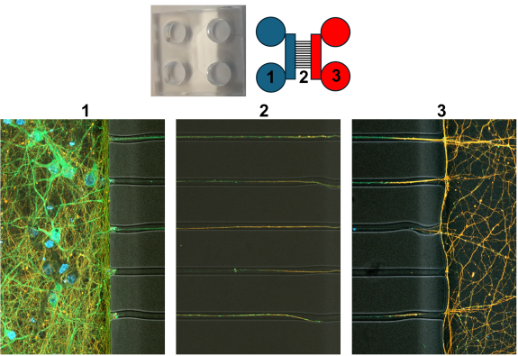 Nerve cells cultured in microfluidic chambers. The nerve cells are located in chamber 1. Only their long extensions (axons) grow through the narrow channels (2) into the opposite chamber (3), where they form connections