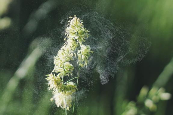 Pollen from a grass flower
